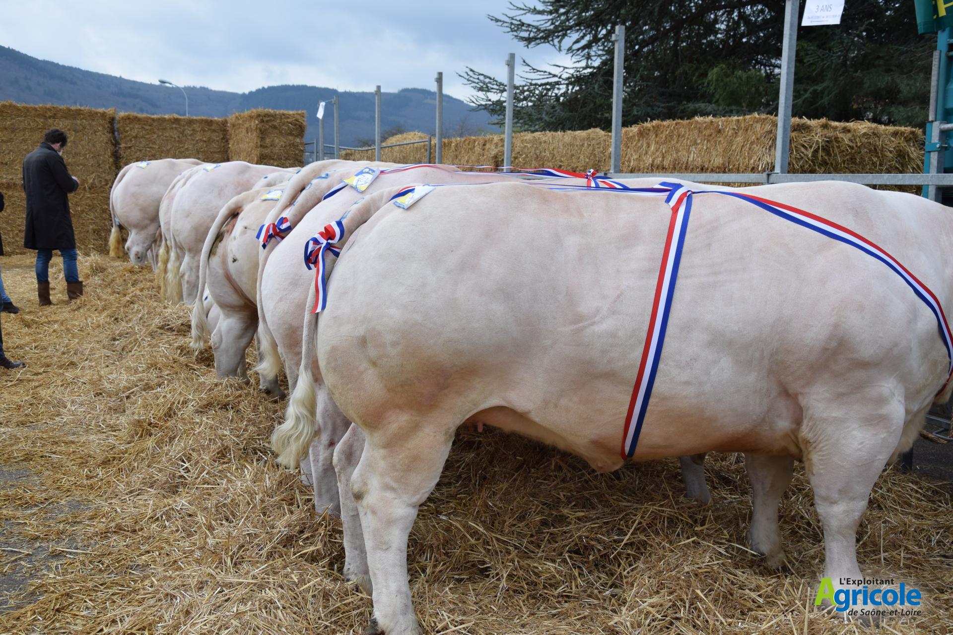 Concours Boucherie