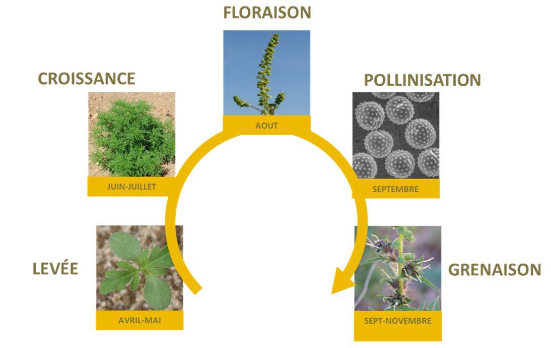 Alerte aux pollens d'ambroisie